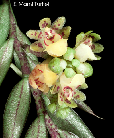 Gastrochilus pseudostichum