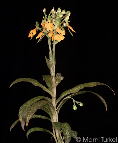 Habenaria rhodocheila