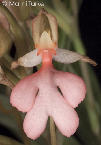 Habenaria erichmichelii