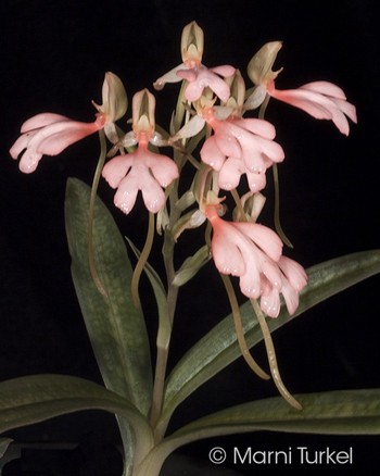 Habenaria erichmichelii