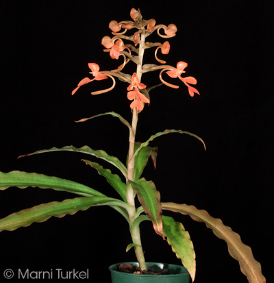 Habenaria roeblenii