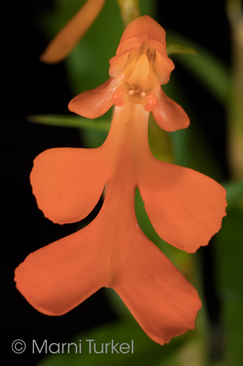 Habenaria roebbelenii