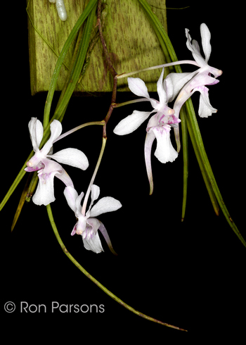 Holcoglossum lingulatum