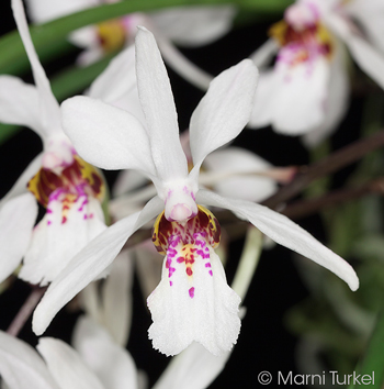 Holcoglossum wangii