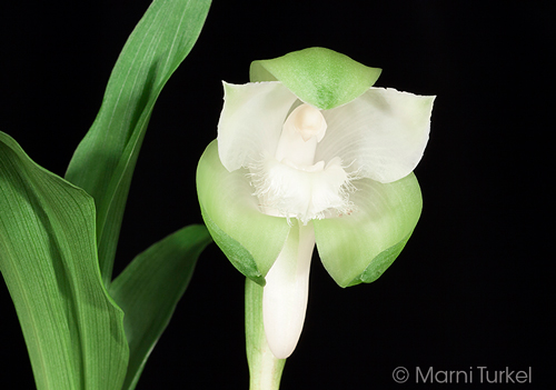 Sudamerlycaste lata 'Stony Point'