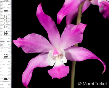 Laelia autumnalis 'Magna'