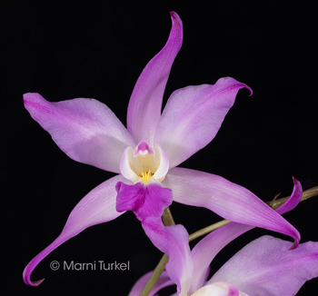 Laelia autumnalis 'Santa Barbara' HCC/AOS