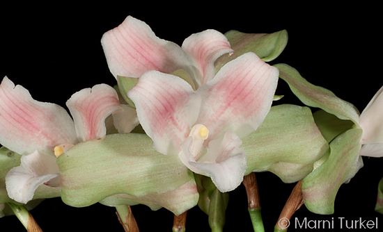 Lycaste brevispatha