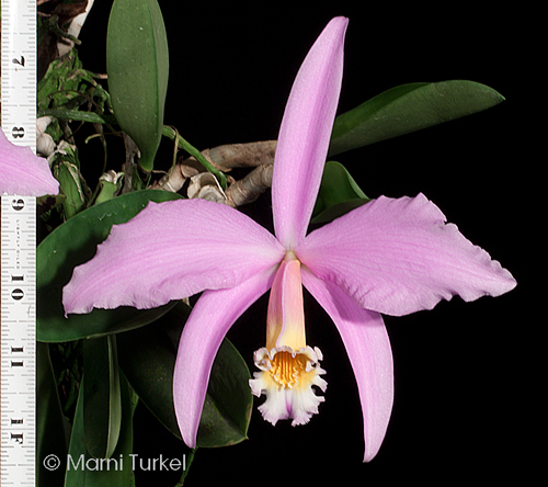 Laelia jongheana 'Elena'