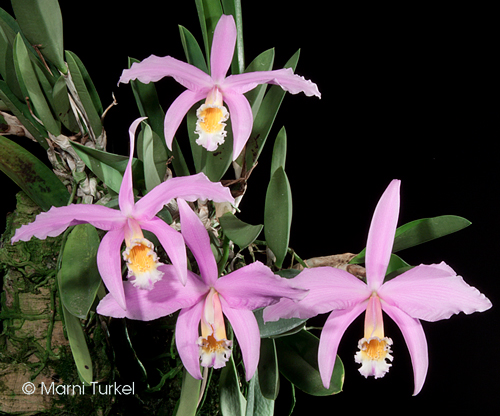 Laelia jongheana 'Elena'