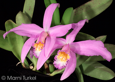 Laelia jongheana 'Ben Berliner'