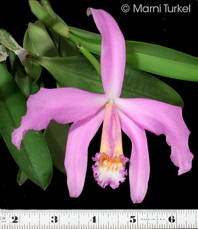 Laelia jongheana 'Ben Berliner'