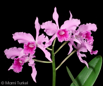 Cattleya lobata