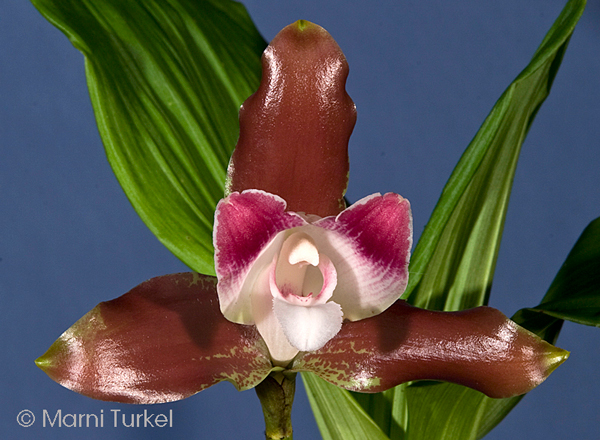 Lycaste macrophylla