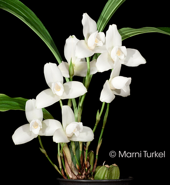 Lycaste virginalis / skinneri alba 