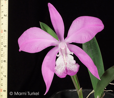 Laelia speciosa