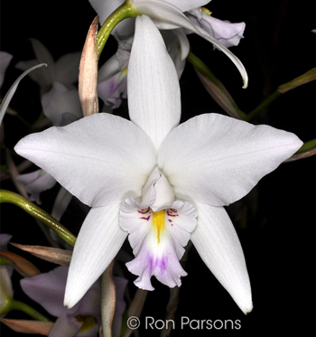 Laelia anceps 'Helen' HCC/AOS