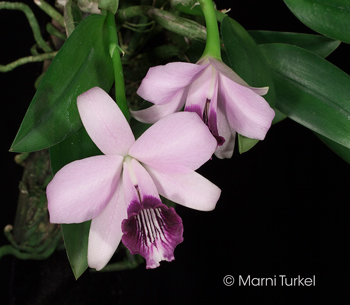 Cattleya dayana coerulea