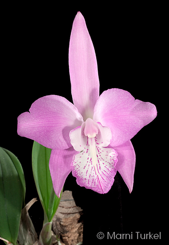 Laelia speciosa