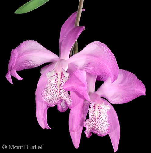 Laelia speciosa