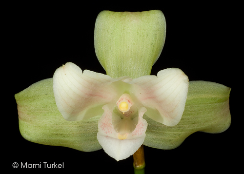 Lycaste brevispatha