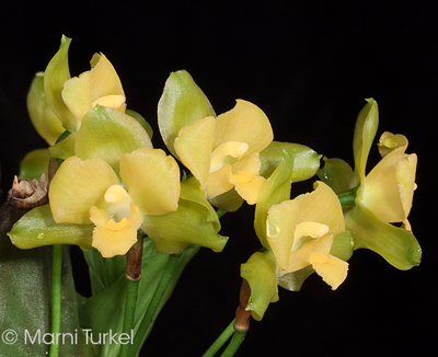 Lycaste campbellii