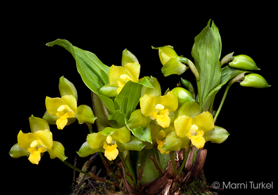 Lycaste campbellii