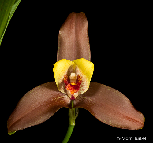 Lycaste Autumn Glow