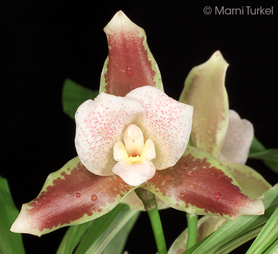 Lycaste powellii