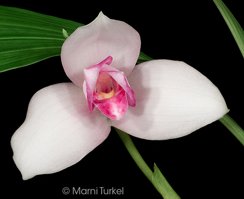 Lycaste skinneri 