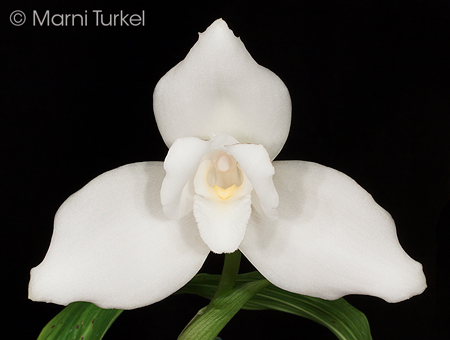 Lycaste virginalis/skinneri alba