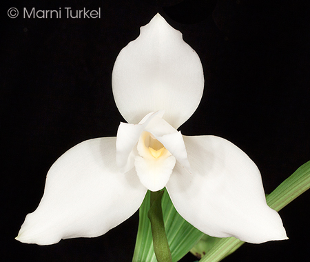 Pollen Parent: Lycaste virginalis/skinneri alba 