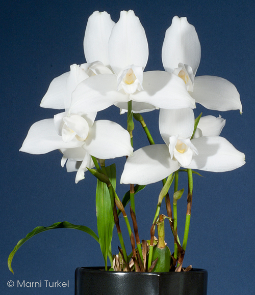 Lycaste skinnerii alba 'Very Nice Alba'