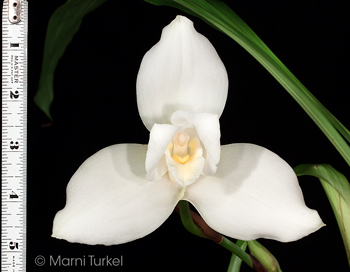 Lycaste virginalis / skinneri alba 