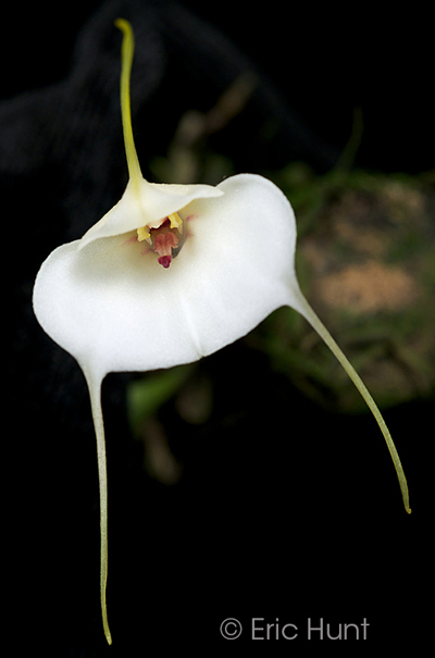 Masdevallia andreettaeana