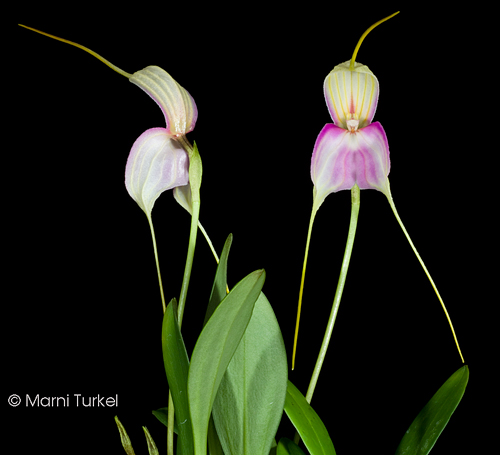 Masdevallia antonii 