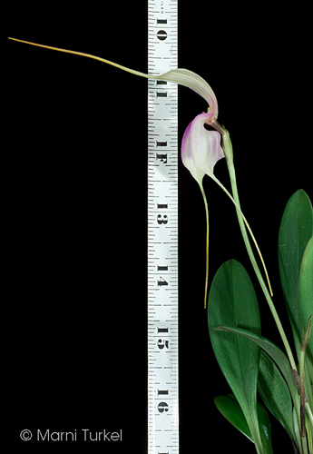 Masdevallia antonii