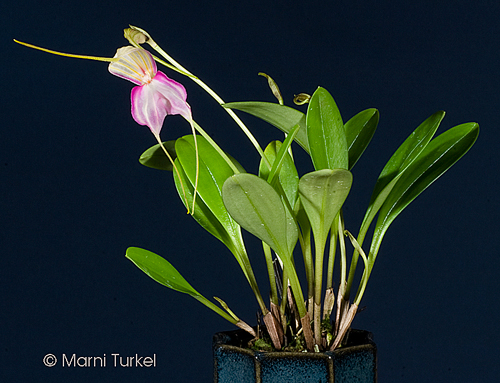 Masdevallia antonii