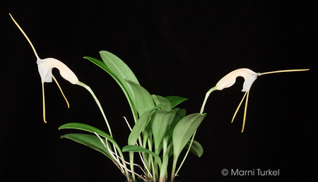 Masdevallia constricta