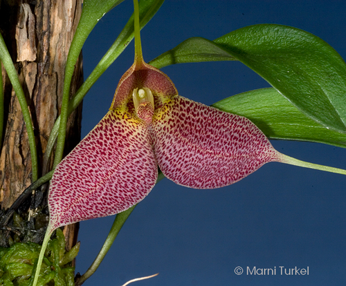 Masdevallia decumana