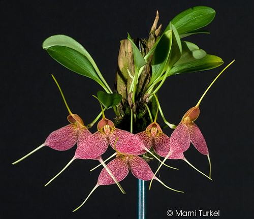 Masdevallia decumana