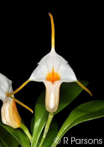 Masdevallia fuchsi