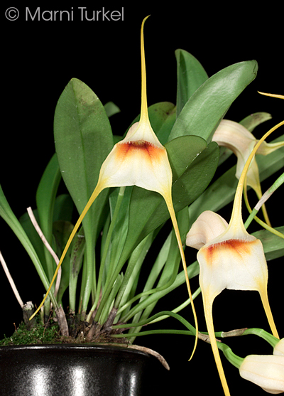 Masdevallia rex