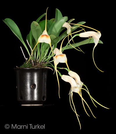 Masdevallia rex