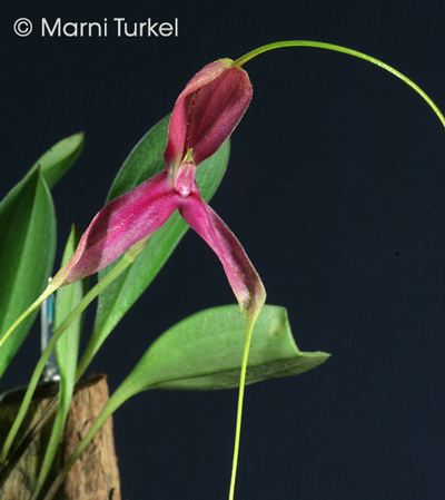 Masdevallia setacea