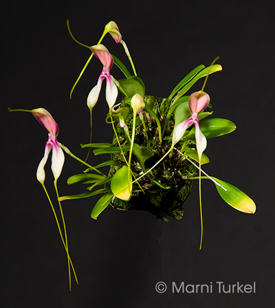 Masdevallia setacea