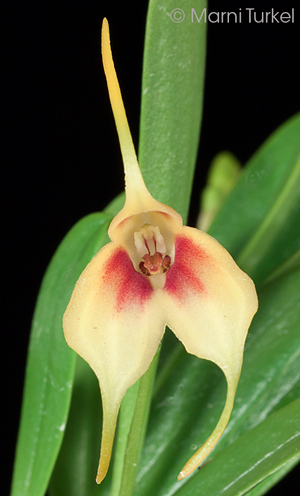 Masdevallia sprucei