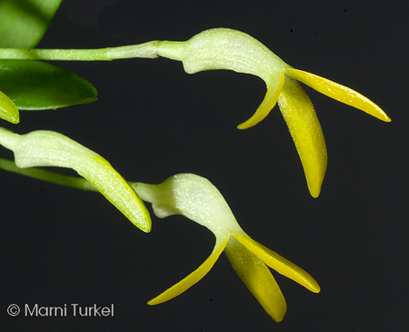 Masdevallia venezuelana