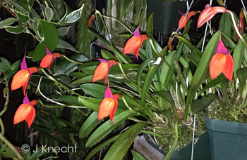 Masdevallia welischii