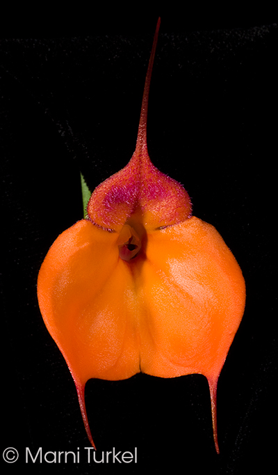 Masdevallia welischii